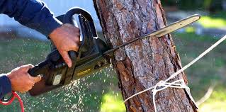 How Our Tree Care Process Works  in  Ladera, CA