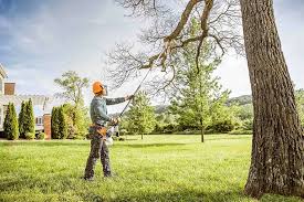 Reliable Ladera, CA Tree Services Solutions